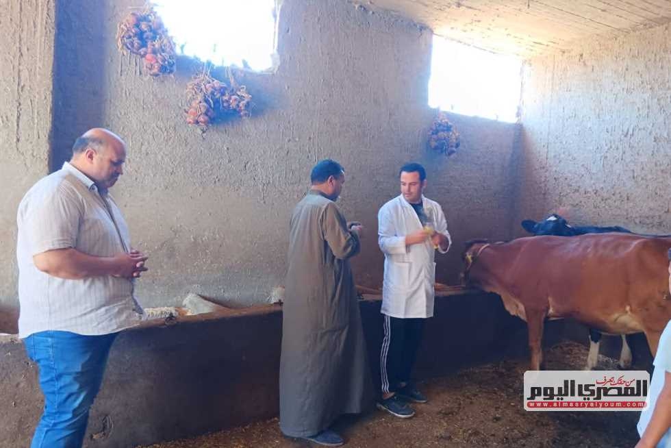 غدا.. انطلاق حملة تحصين الماشية ضد العترة الجديدة من فيروس الحمى القلاعية بالفيوم