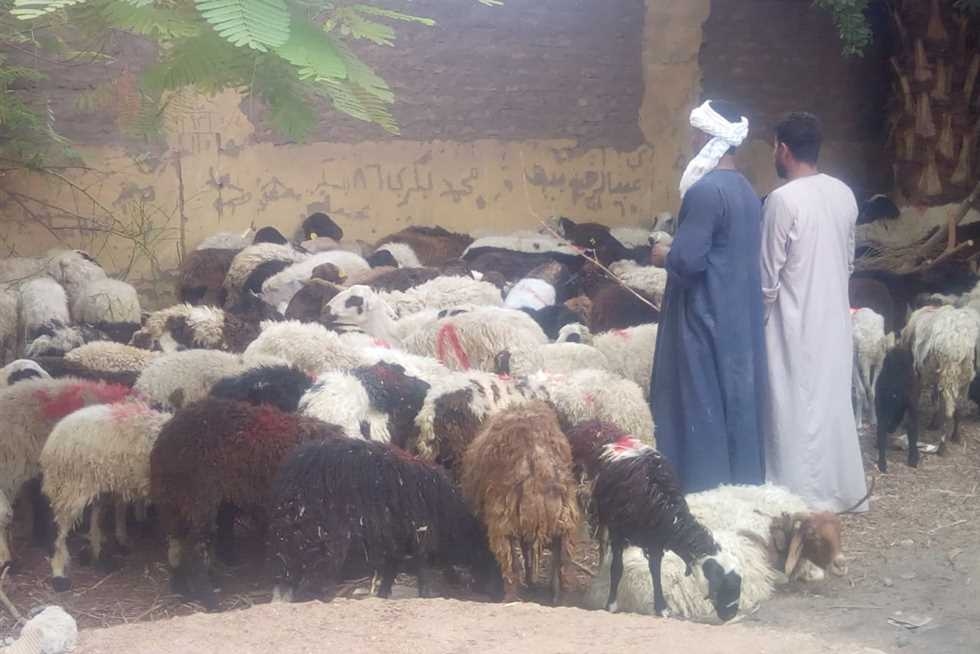 استهداف 78775 حيوانا للتحصين ضد مرض الحمى القلاعية SAT1 بالأقصر