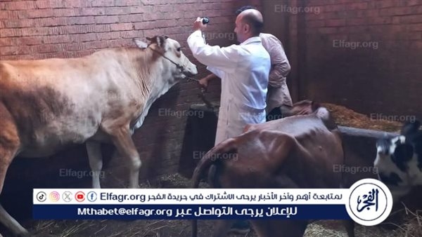 تحصين 10110 رأس ماشية في أول أيام انطلاق الحملة القومية للتحصين ضد مرض الحمى القلاعية في الدقهلية