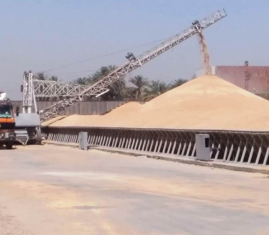 الحكومة تستلم 3.9 مليون طن قمح محلي حتى الآن.. وتوقعات بالوصول ل4 ملايين بنهاية الموسم