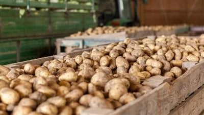 وزير الزراعة: تجاوز صادرات البطاطس 1.3 مليون طن للمرة الأولى
