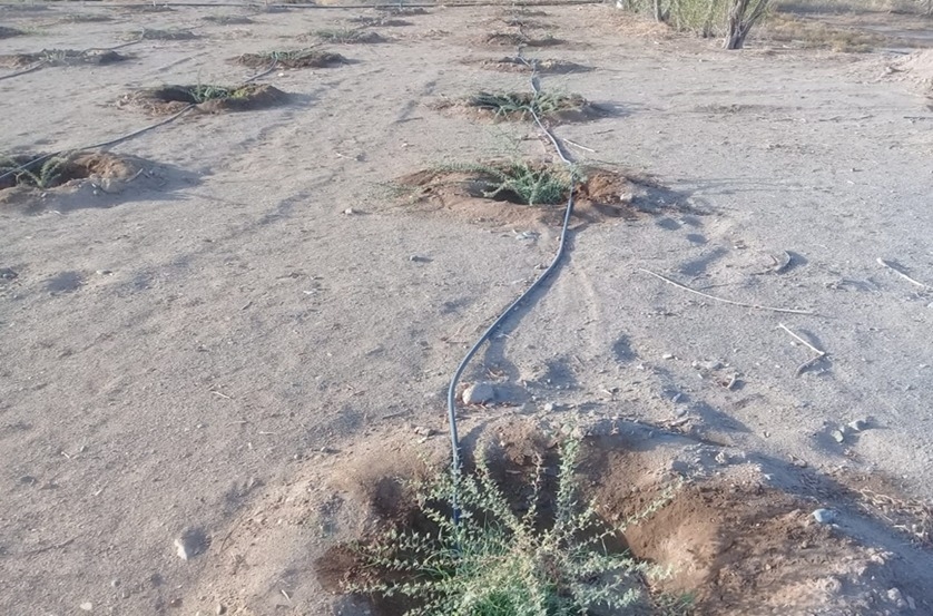 نجاح تحسين إنبات بذور شجرة السمر ومقاومتها للجفاف عبر تقنيات تهيئة البذور