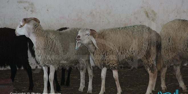 عاجل/ نفوق مواشي بسيدي بوزيد والقيروان: وزارة الفلاحة ترُد..