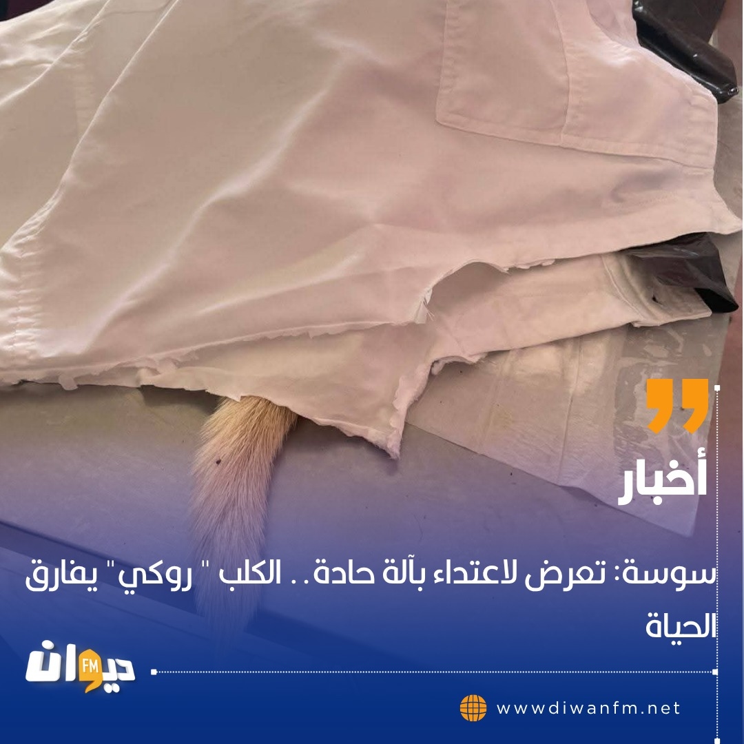 سوسة: وفاة الكلب "روكي" بعد تعرضه لاعتداء بآلة حادة وتوقيف المشتبه به