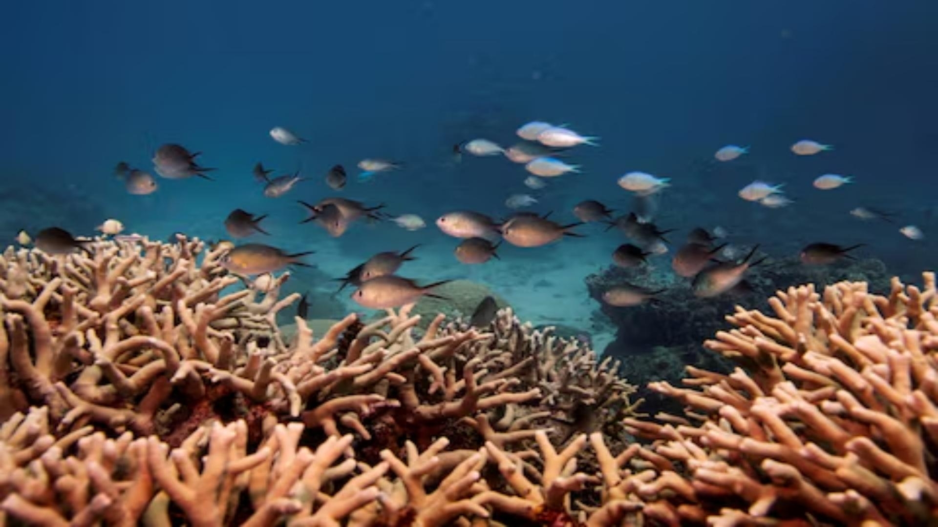 UN: Southwest Pacific Endured Unprecedented Marine Heatwaves in 2024