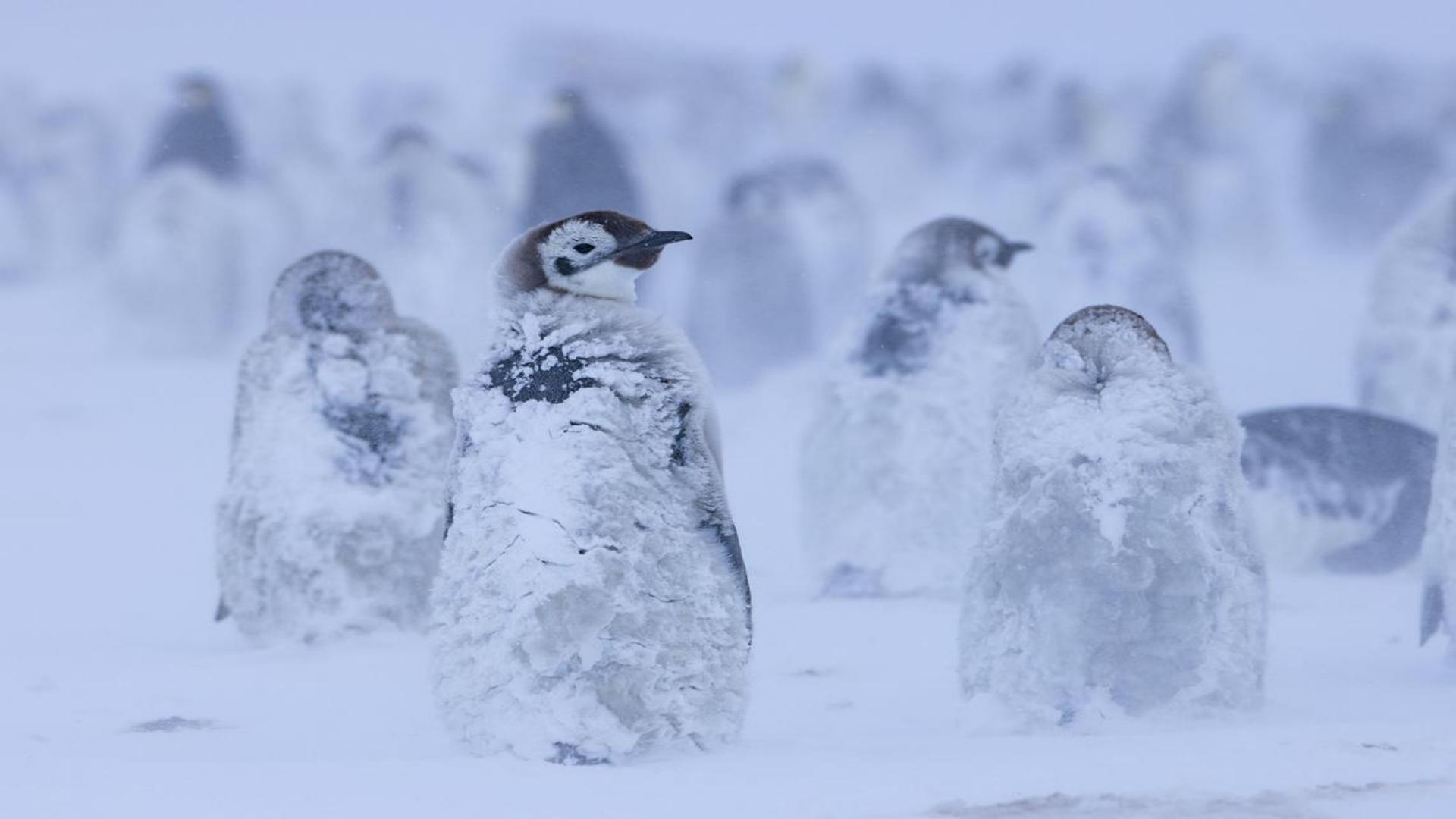 Emperor penguin populations declining faster than expected