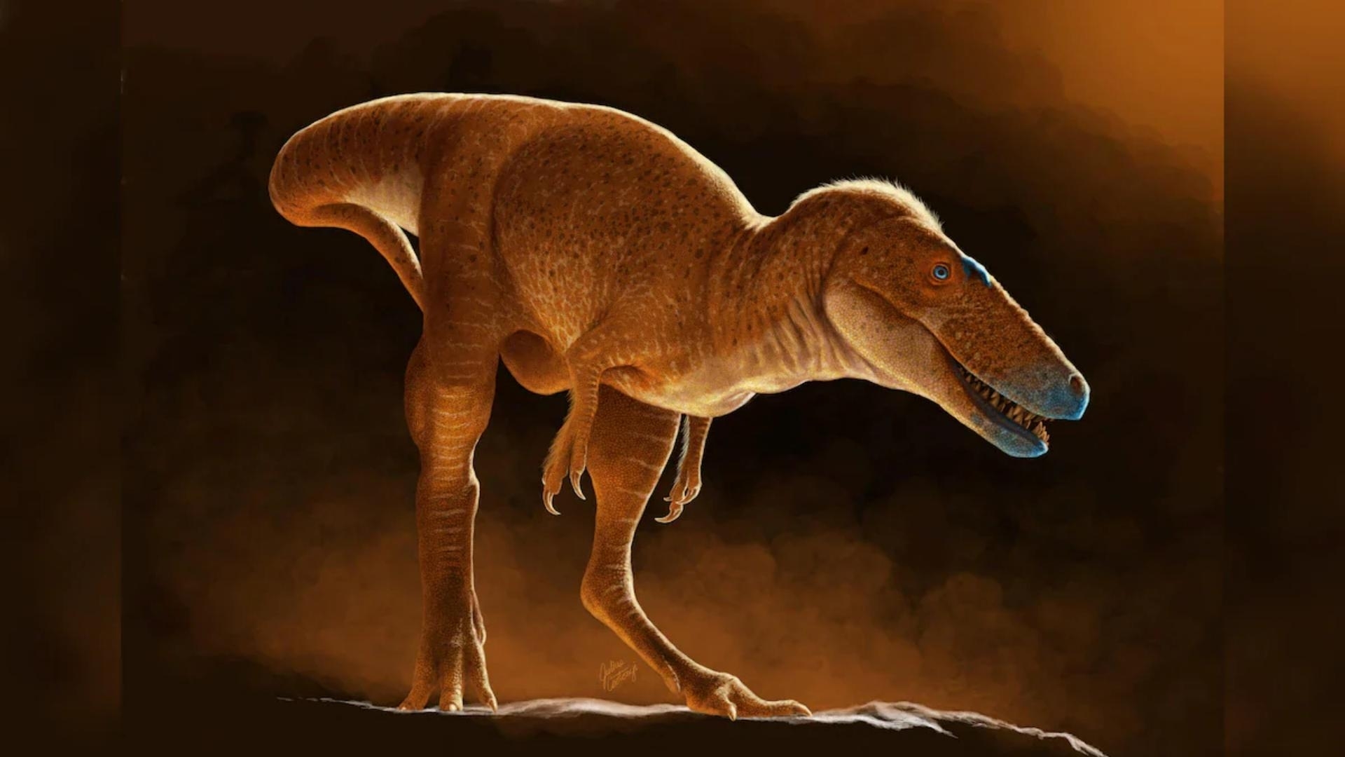 New T-Rex Ancestor Discovered in Mongolian Institute's Drawers