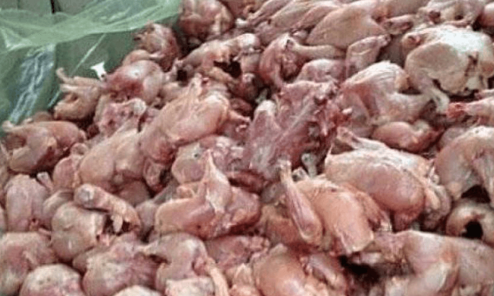 إحباط عملية تهريب دجاج فاسد