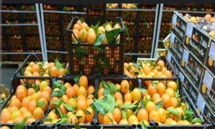 "الموالح المصرية تواجه موسمًا صعبًا بعد خفض الدعم