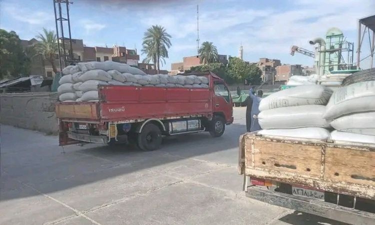 تموين الأقصر: بدء موسم توريد القمح في محافظة الأقصر بإجمالي توريد 140.7 طن