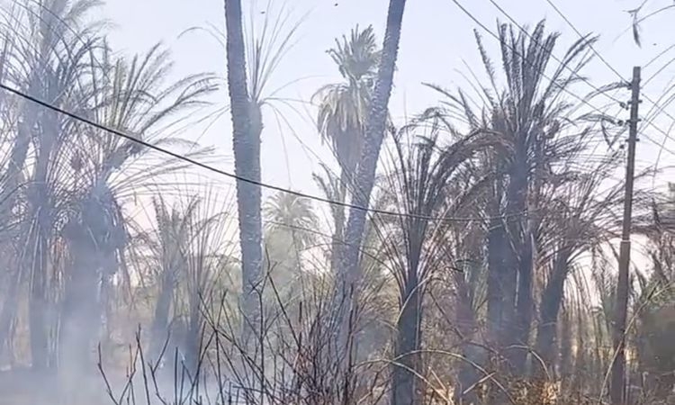 نشوب حريق هائل بعدد من أشجار النخيل بالأقصر