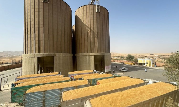 «قنا» تتجاوز المستهدف من توريد القمح عن الموسم السابق بـ 227990 طنًا