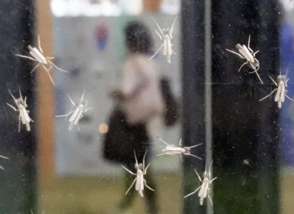 Swarming insects causing distress at World Exposition in Osaka