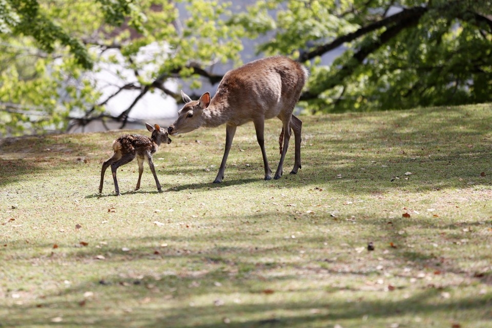 Man held for upskirt video at popular Nara Park, police warn foreigners