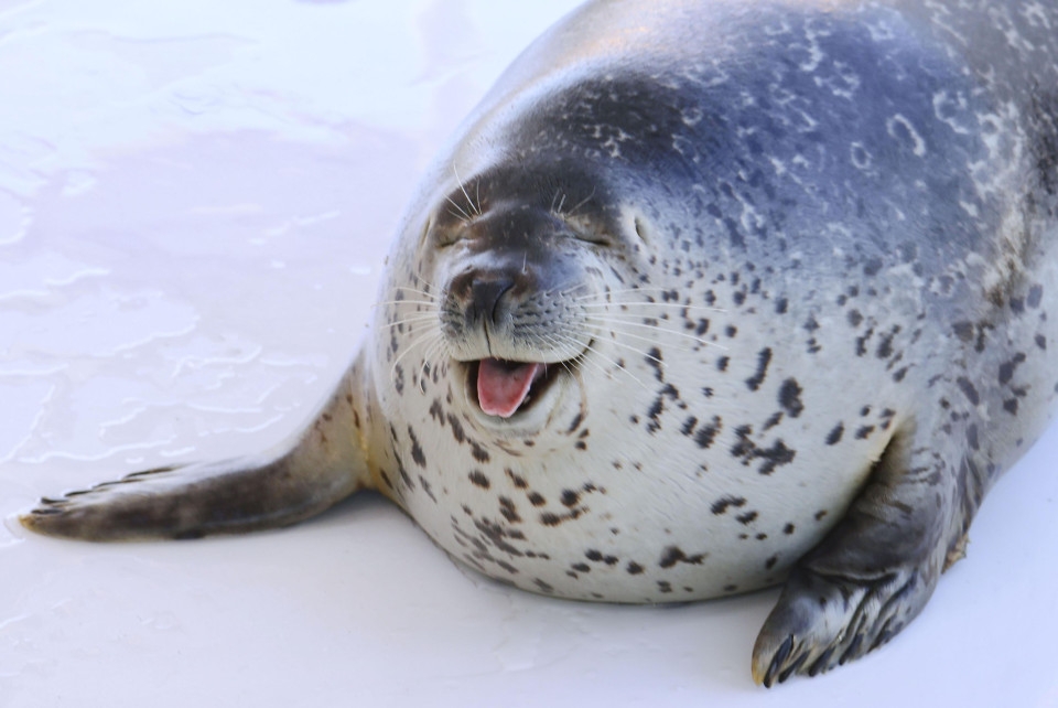 FEATURE: Rescuers try to stay aloof at Japan's sole seal sanctuary