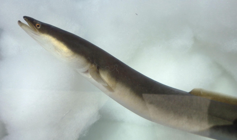 EU mulls imposing trade restrictions on all eels under int'l treaty