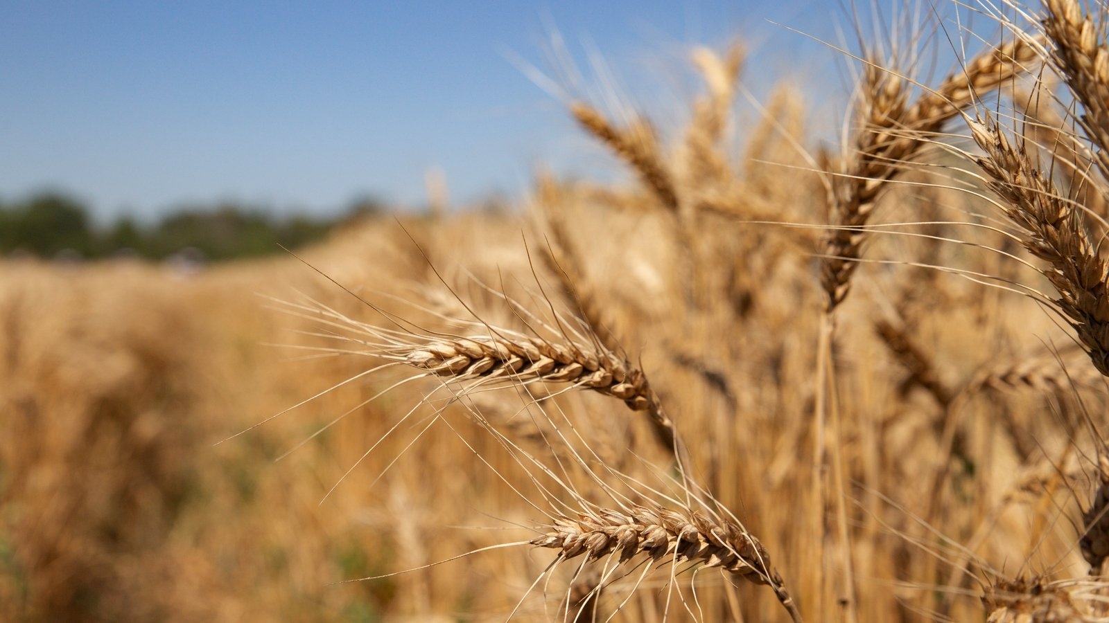 World food prices increase in April, UN's FAO says
