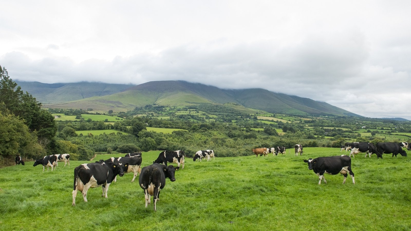 Low supply among issues driving up price of farmland