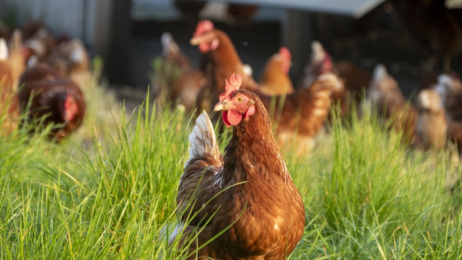 Poultry order issued over bird flu risk to be lifted