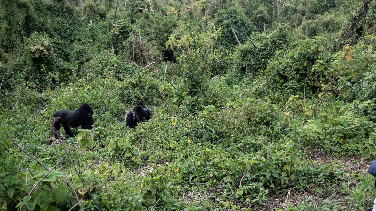 Congo park turns to chocolate gorillas in conservation push