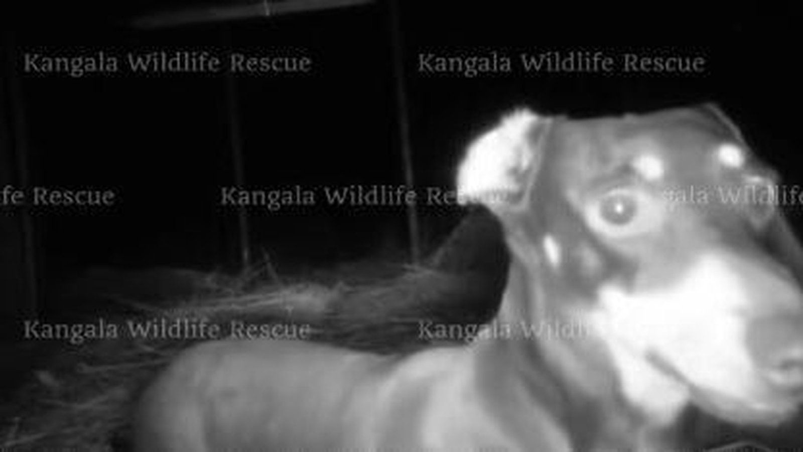 Runaway sausage dog snagged after 529 days on Australian island