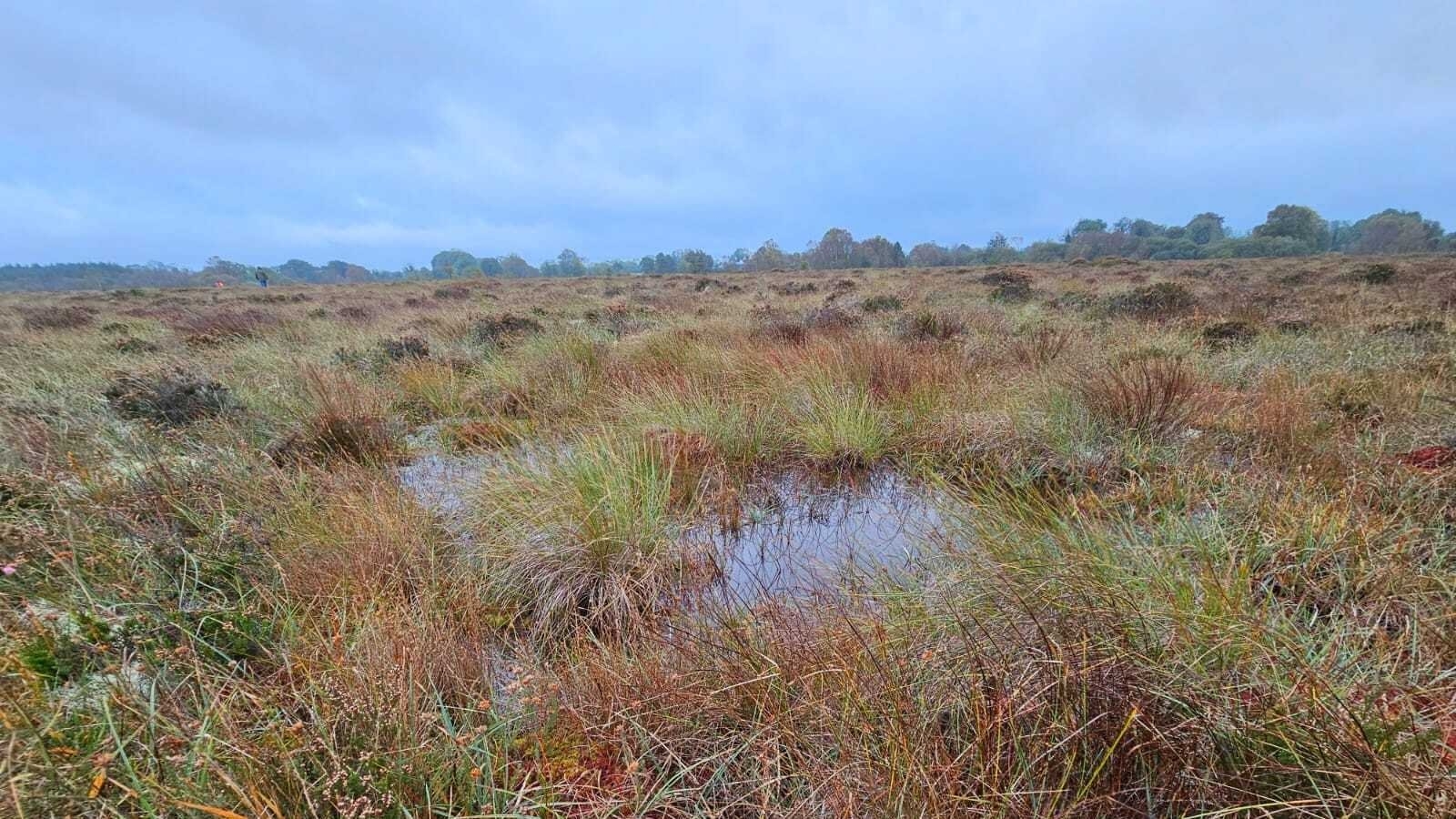 How are the 'vital ecosystems' that are Irish peatlands protected in law?