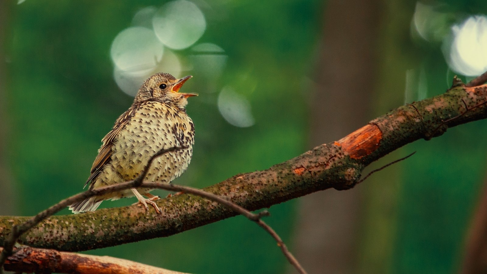 Celebrate the 2025 Dawn Chorus this weekend