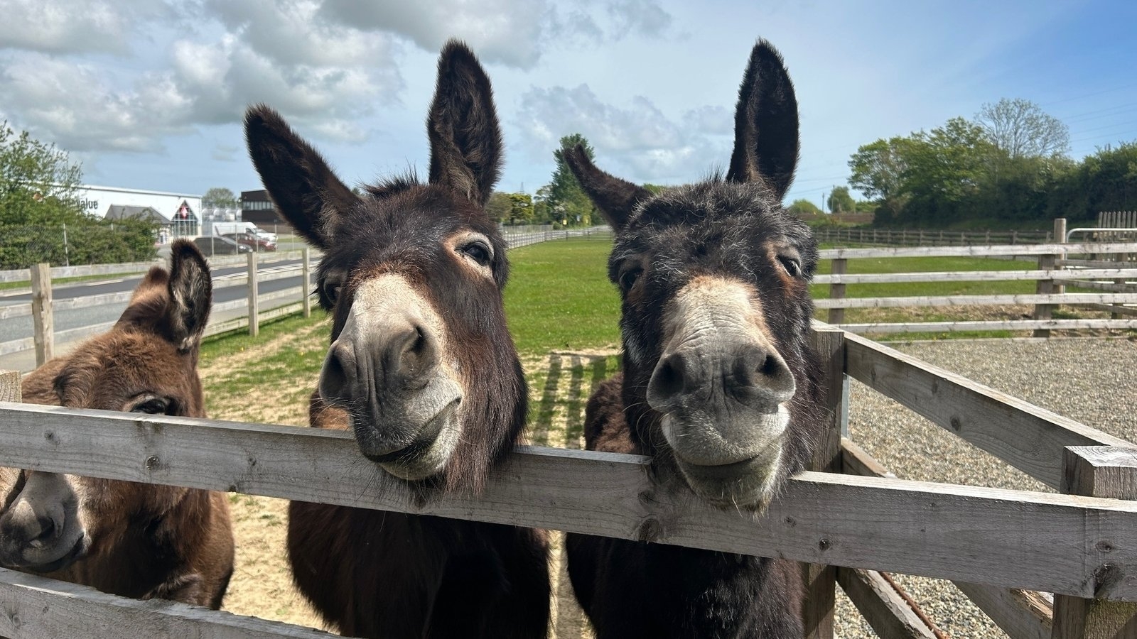 Wicklow couple at risk of losing beloved donkeys amid legal dispute