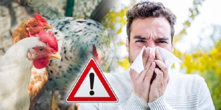 موجة جديدة من أنفلونزا الطيور تجتاح أمريكا اللاتينية.. الفيروس يضرب اقتصاد البرازيل والأرجنتين وارتفاع في أسعار البيض والدجاج