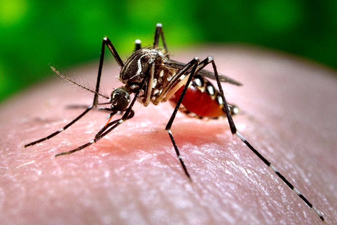 CCP Launches Chikungunya Virus Testing in Foshan, Sparking Fears of Lockdown