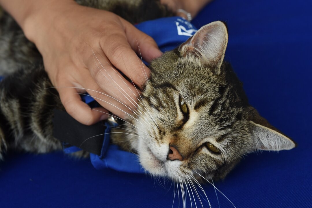 California Assembly Passes Bill Allowing Only Veterinarians to Declaw Cats
