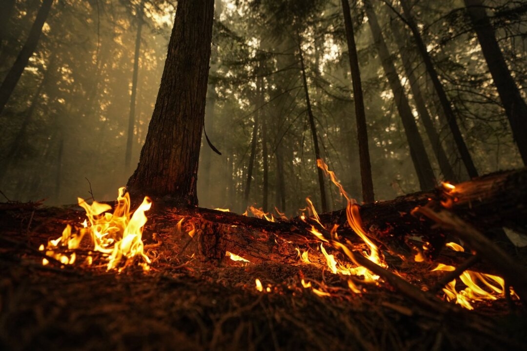Planned Burn Could Have Killed Trapped Firefighters, Says BC Safety Report