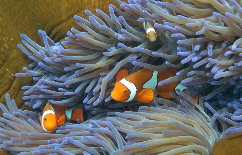 Queensland Pushes to Double Tourism Spending to $84 Billion in 20 Years