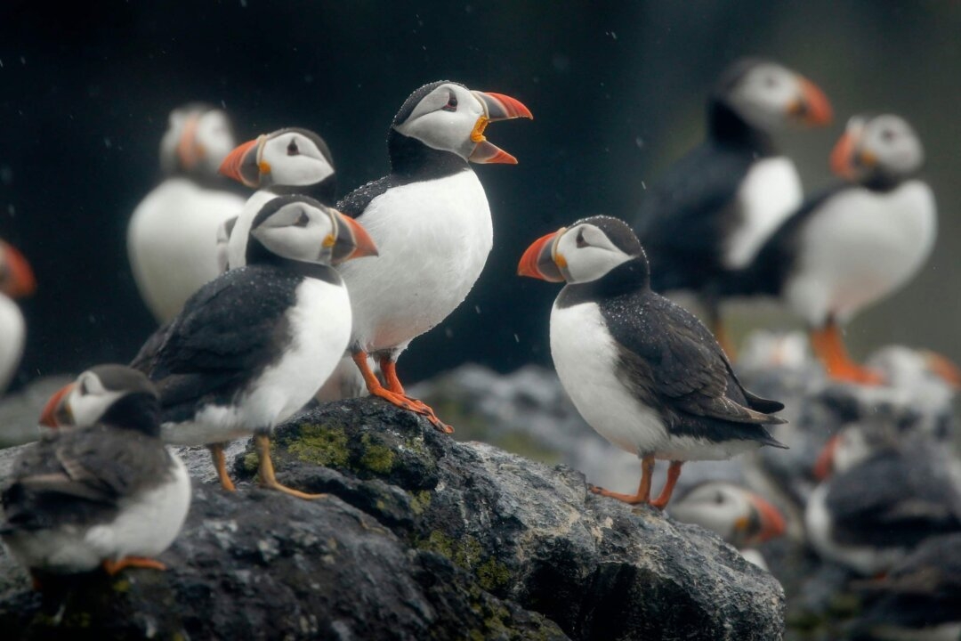 Charities Call for Wind Farm to Be Blocked as Thousands of Bird Deaths Feared