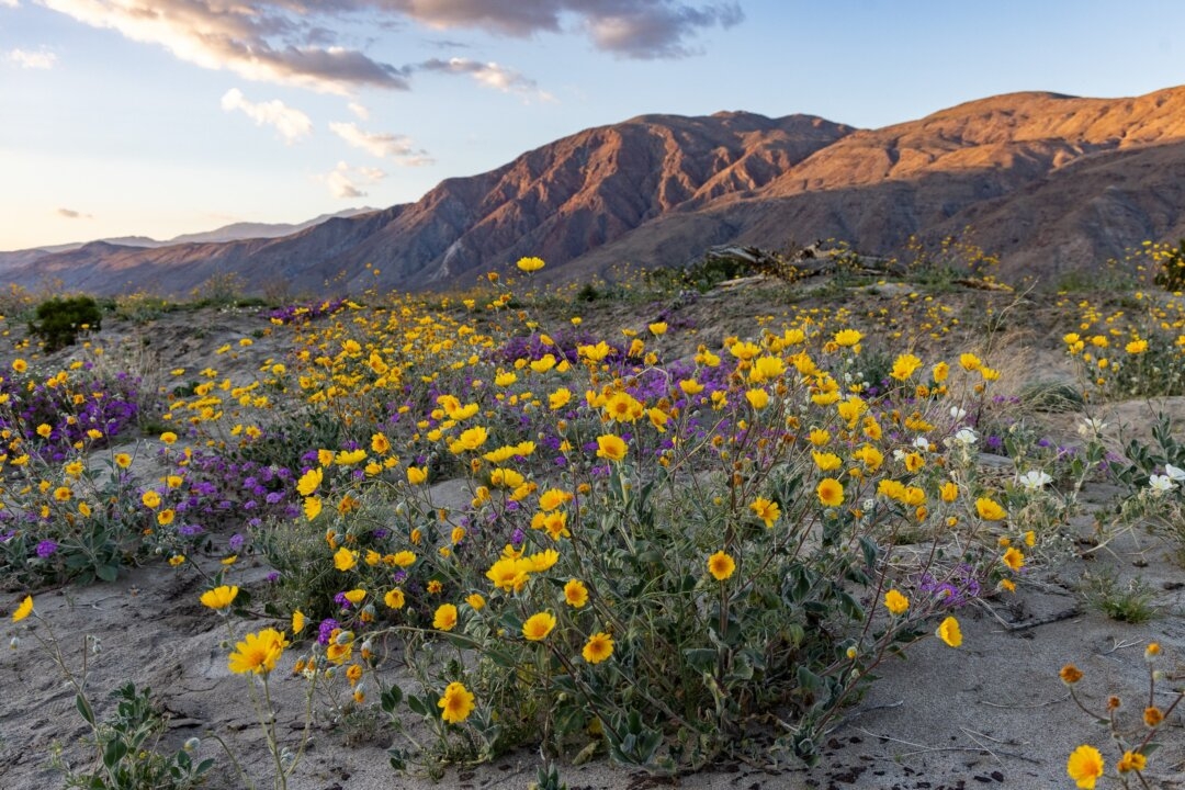 Survey Reveals California's Top State Parks for 2025