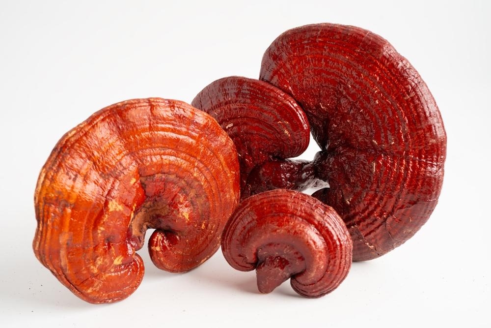 Ganoderma Lucidum: An Ancient Mushroom for Modern Health Benefits