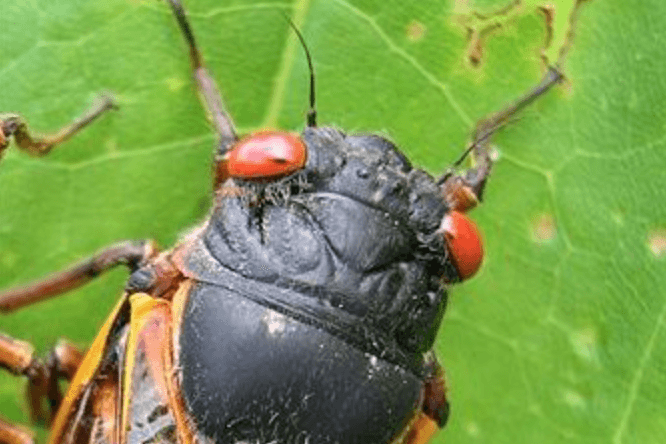 Cicada Swarm Begins Rare Emergence in Eastern US After 17 Years Underground