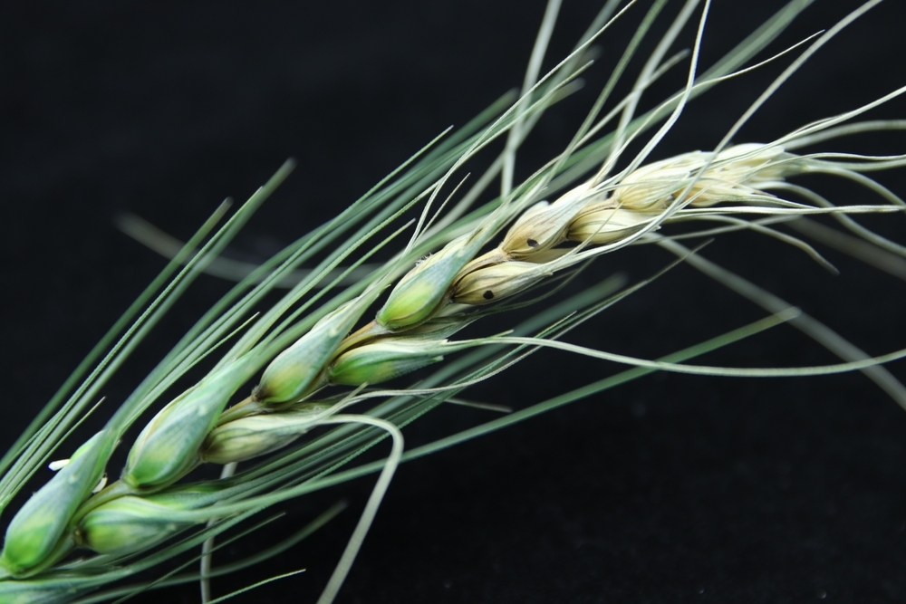 Fusarium Graminearum: The Fungus Allegedly Smuggled by Chinese Researchers—and Its Risks
