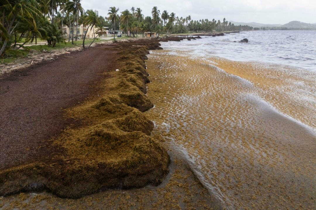 Scientists Say Record Amount of Seaweed Hit the Caribbean and Nearby Areas in May