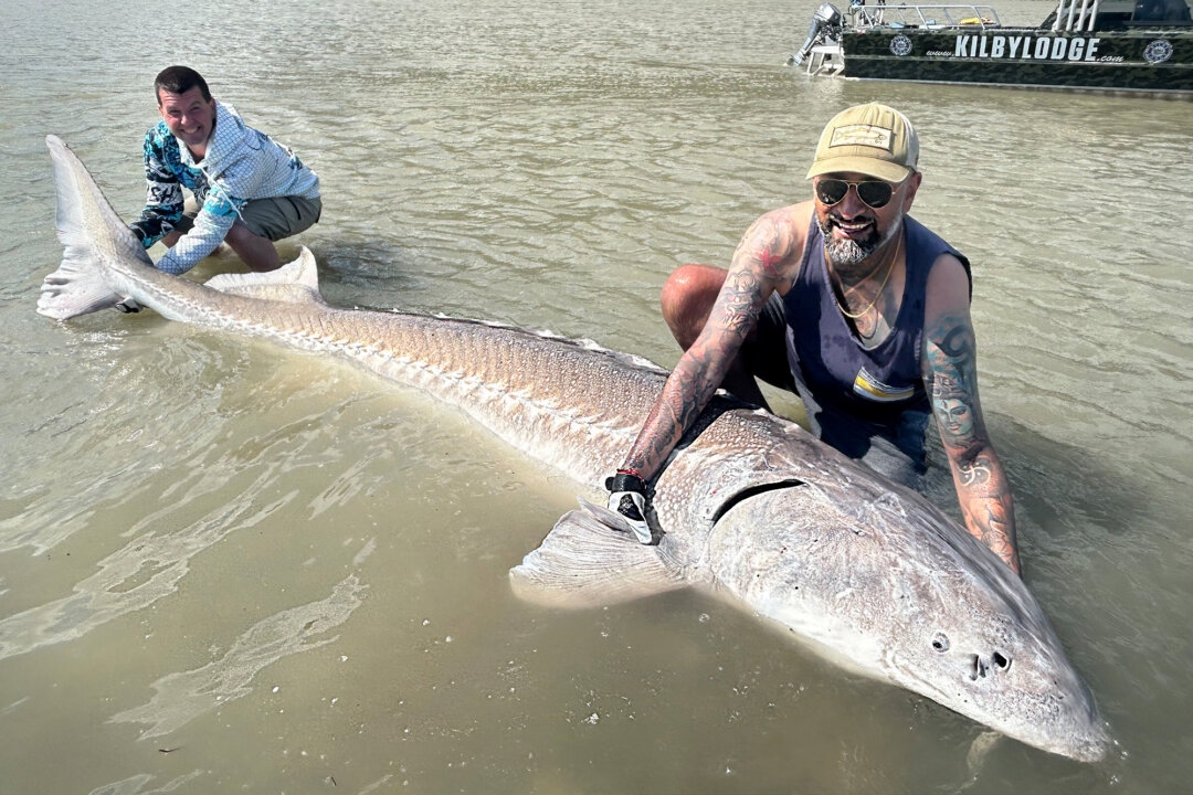 ‘It's Euphoria': Angler Awestruck After Hauling in Gargantuan Sturgeon From Fraser River