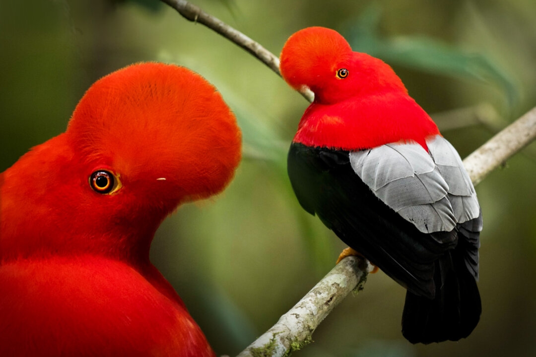 Photographer Captures the Elusive and Dazzling ‘Cock-of-the-Rock' in South American Cloud Forests