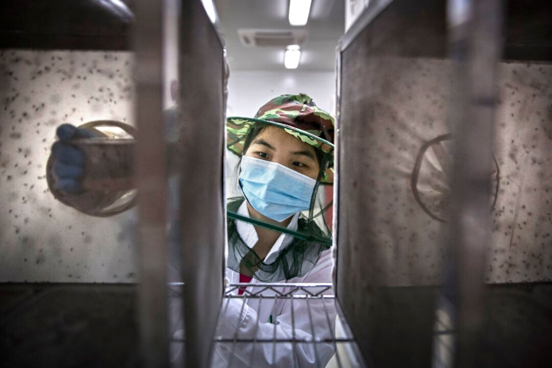 Chinese Authorities Mandating Blood Tests, Releasing Lab Mosquitoes to Fight Chikungunya Outbreak