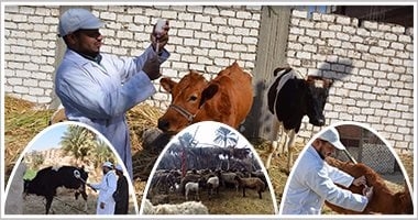 وزارة الزراعة ترفع حالة الاستعداد لحماية الثروة الحيوانية من الأمراض الوبائية