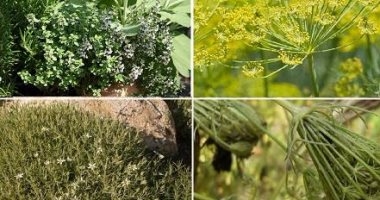 ما الفارق بين النباتات الطبية والعطرية؟