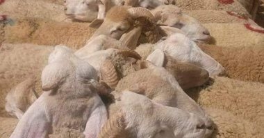 عيد الأضحى 2025.. شروط الأضحية الصحيحة ومعايير السلامة البيطرية