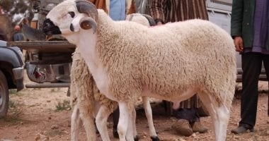 قبل عيد الأضحى.. خلى بالك الحبس سنة عقوبة ذبح الأضحية فى الشارع