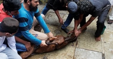 أمين الفتوى: قصّ الشعر والأظافر قبل الأضحية غير محرَّم.. والتوكيل في الذبح لا يُنقص من الثواب