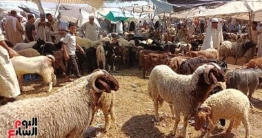 مركز الأزهر للفتوى الإلكترونية يوضح عيوب الأضحية