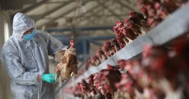 إنفلونزا الطيور.. البرازيل تعلق صادرات الدجاج إلى الصين وأوروبا والأرجنتين