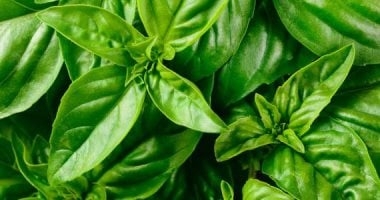باحثة بمعهد تكنولوجيا الأغذية: الريحان مصدر ممتاز للأحماض الدهنية غير المشبعة